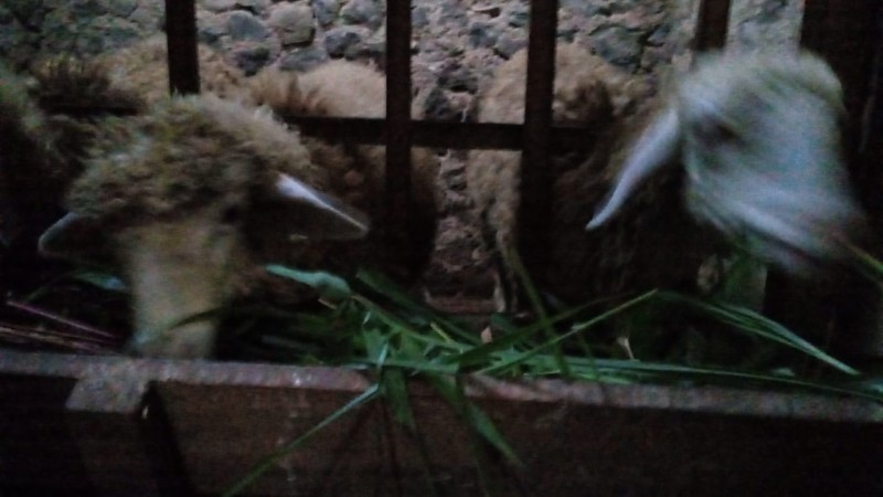 Kambing gembel