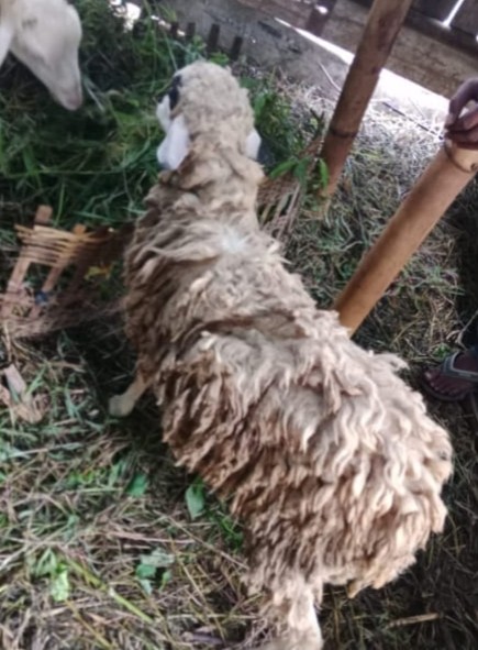 Kambing