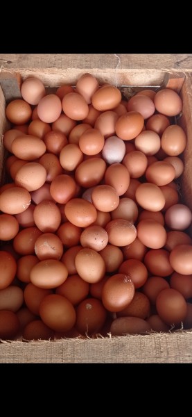 Telur