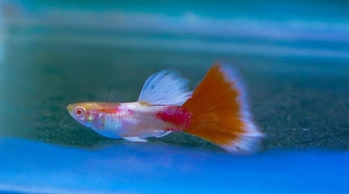 Guppy koi