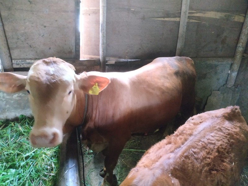 sapi jawa