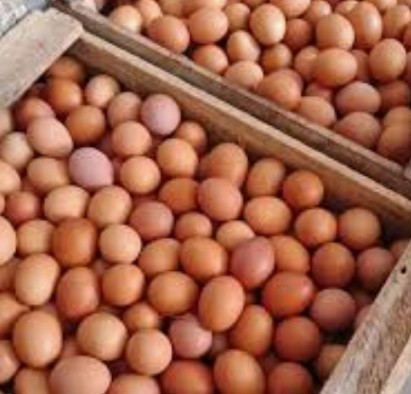 Telur