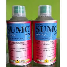 SUMO  500 MKL