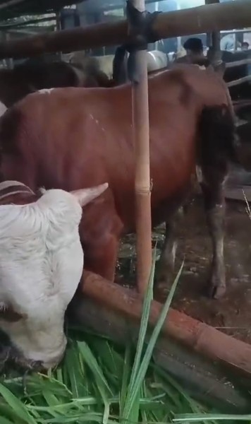 sapi