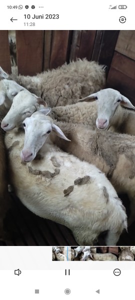 Kambing lokal