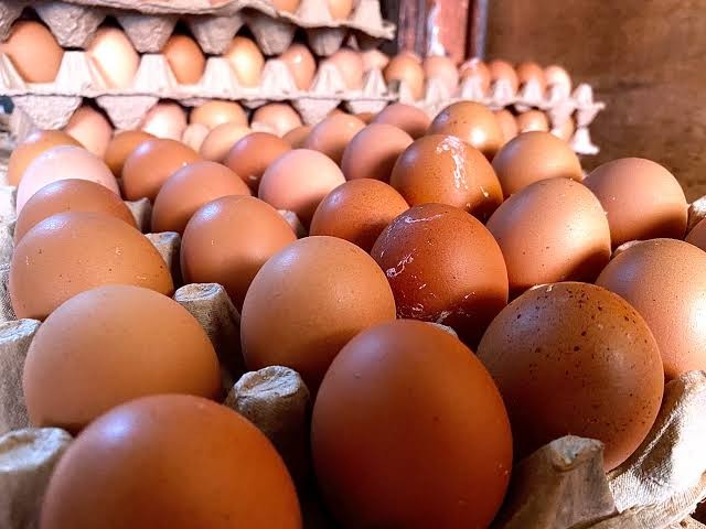 Telur ayam
