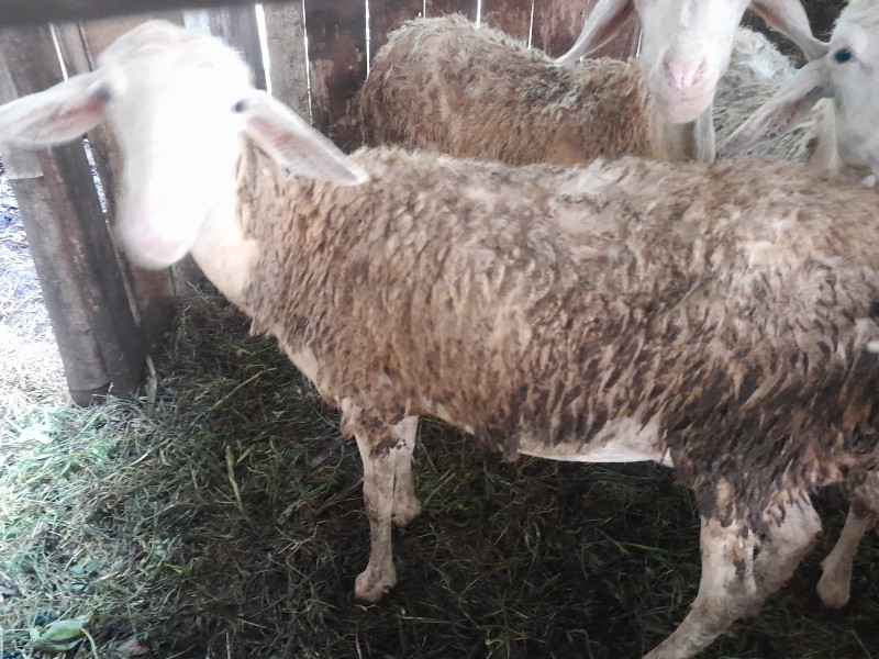 Kambing betina